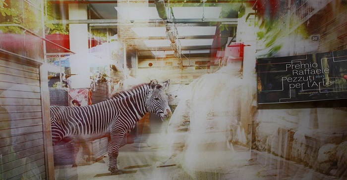 zebra vanvitelli